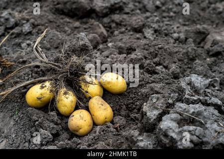 Un cespuglio di patate gialle appena scavato in primo piano su un letto sullo sfondo di terra scura. Sfondo. Foto Stock