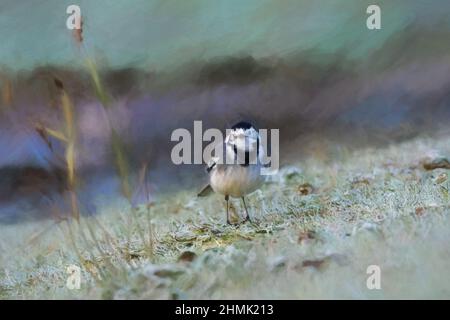 Pittura digitale di un adulto Pied Wagtail, Motacilla Alba Yarrellii su pascoli ghiacciati durante l'inverno britannico. Foto Stock