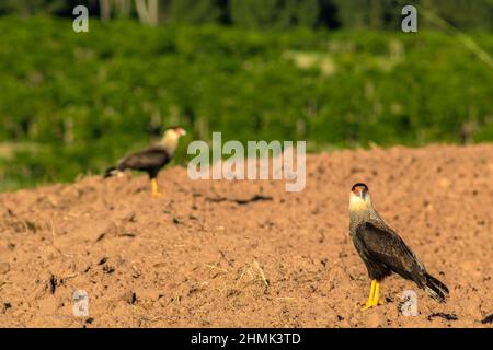 Caracara meridionale (Caracara plancus) arroccato su un'area di terreno per la piantagione, in una fattoria in Brasile Foto Stock
