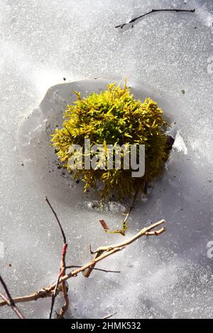 Vista dall'alto della pianta verde in ghiaccio Foto Stock