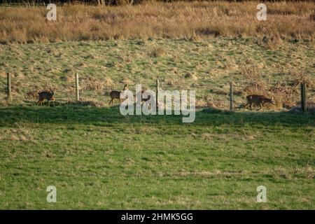 Capriolo selvatico (Capreolus capreolus) che si nutrono in un prato verde con sole basso e lunghe ombre Foto Stock