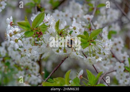 Primavera nel frutteto. Rami di ciliegio cosparsi di fiori. Tra i fiori si può vedere un bumblebee volante. Foto Stock