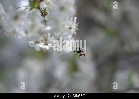 Primavera nel frutteto. Rami di ciliegio cosparsi di fiori. Tra i fiori si può vedere un bumblebee volante. Foto Stock