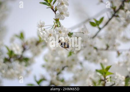 Primavera nel frutteto. Rami di ciliegio cosparsi di fiori. Tra i fiori si può vedere un bumblebee volante. Foto Stock