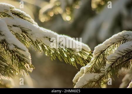 Rami di pino ricoperti di uno spesso strato di neve, illuminati dai raggi del sole. Foto Stock