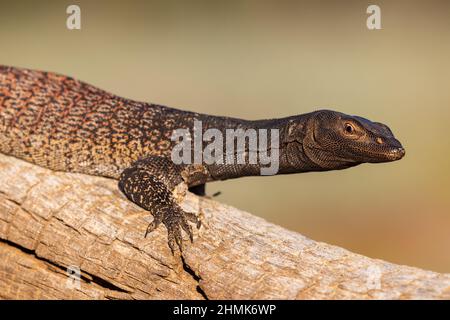 Australian Black-headed Monitor basato su log Foto Stock