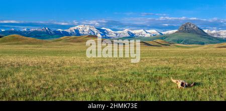 panorama di un cranio bisonte sulla prateria sotto il fronte roccioso di montagna vicino augusta, montana Foto Stock