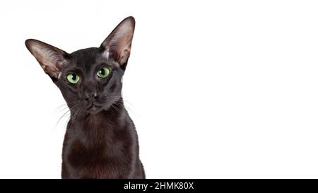 Primo piano ritratto di nero orientale shorthair gatto isolato su sfondo bianco. Spazio di copia Foto Stock