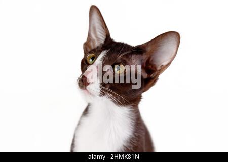 Primo piano ritratto di gatto orientale razza gattino di colore marrone e bianco isolato contro bianco backgound. Spazio di copia Foto Stock