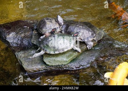 Tartarughe su una roccia in un laghetto Foto Stock