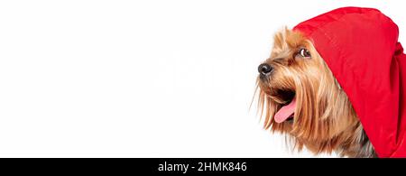 Primo piano ritratto di sorridente yorkshire terrier razza cane in cappotto rosso isolato su sfondo bianco. La testa del cane è coperta dal cappuccio. Spazio di copia Foto Stock