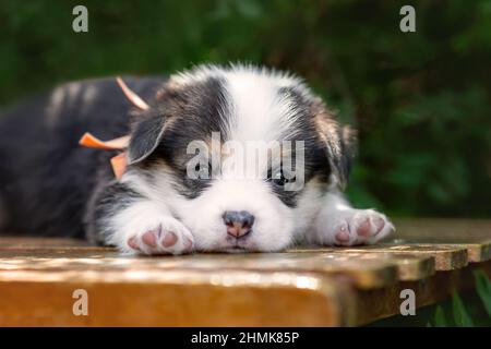 Carino cucciolo piccolo di pembroke gallese corgi razza cane sdraiato in giardino estivo Foto Stock