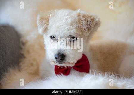 Primo piano di un Bichon Frize con un arco rosso. Foto Stock