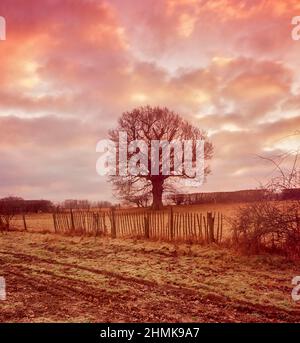 Interessante albero solistico in un paesaggio più ampio, ma intimo Foto Stock