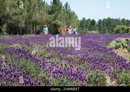 Campo bellissimo con molti fiori di lavanda spagnola, lavandula stoechas. Gruppo di persone irriconoscibili visto dalla loro schiena a piedi accanto a un Foto Stock