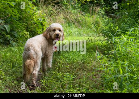 F1B mini goldendoodle femmina cane al parco Foto Stock