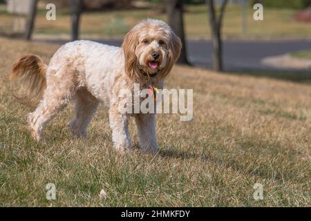 F1B mini goldendoodle femmina cane al parco Foto Stock