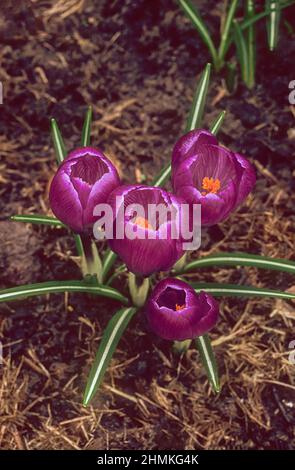 Primo piano di un gruppo di crocus vernus viola. Primavera fioritura e completamente duri cormi Foto Stock