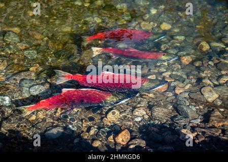 Salmone Sockeye Spowining in Swimming Shallow Creek Foto Stock