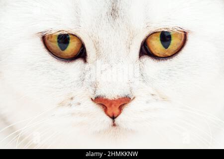 Occhi d'oro di un bel gatto britannico shorthair d'argento, primo piano. Foto Stock