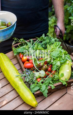 Uomo che raccoglie erbe, verdure dal suo giardino terrazza Foto Stock