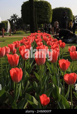 New Delhi, India. 10th Feb 2022. Vista dei tulipani fiori nella loro piena fioritura durante l'anteprima per i turisti a Nuova Delhi. Il Rashtrapati Bhawan (Palazzo del Presidente), Mughal Garden riapre ed è su 15-acri di terra con più di 3000 fiori, 120 tipi di rose e ha una fontana musicale. Fu progettato da Sir Edwin Lutyens nel 1917 in stile Carbagh persiano e completato nel 1929. (Foto di Naveen Sharma/SOPA Images/Sipa USA) Credit: Sipa USA/Alamy Live News Foto Stock