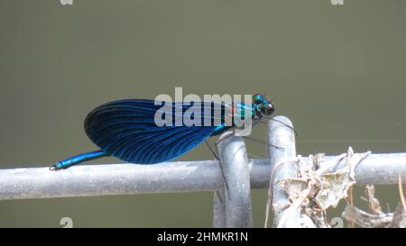 Ritratto da primo piano di una Demoiselle a bande blu Foto Stock