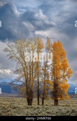 Alberi di Cottonwood con il colore delle cadute nella Valle di Lamar, Parco Nazionale di Yellowstone. Foto Stock