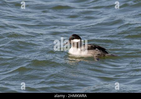 Bufflehead, Bucephala albeola, femmina Foto Stock