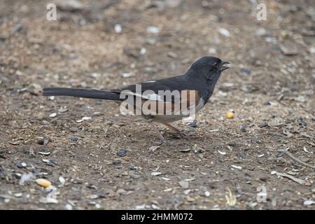 Primo piano di un uccello grigio Towhee orientale in piedi nel terreno Foto Stock