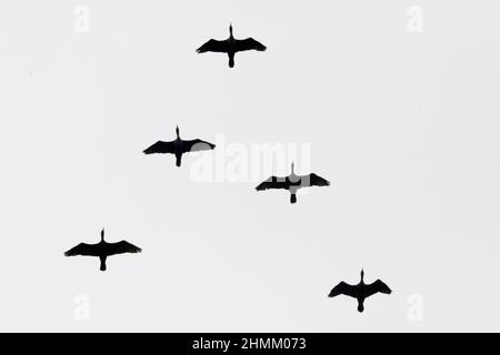 Splendida vista dei cigni di Tundra che volano nel cielo Foto Stock