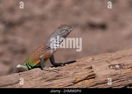 Un maggiore Lizard senza orecchio mette in mostra una spettacolare durante la stagione dell'allevamento. Foto Stock