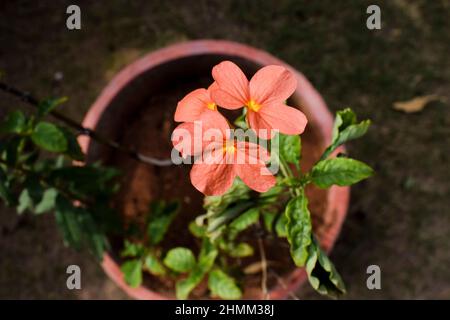 Crossandra o Aboli fiori anche noto come Firecracker fiore mazzo vista dall'alto. South Indian arancio colorato fiori di pesca fogliame crescente in pentole casa Foto Stock