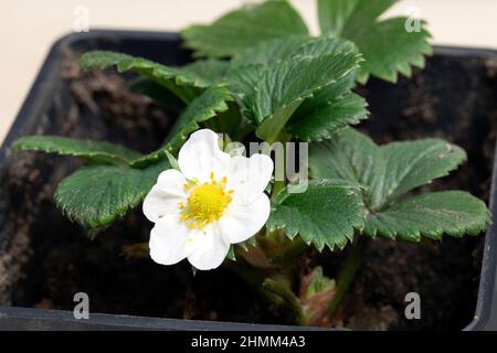 fiore di fragola bianco, piante di fragola fioriscono in vaso nel giardino di casa Foto Stock