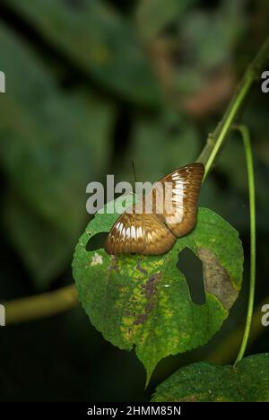 Farfalla Malay viscount - Tanaecia pelea, bella farfalla brushfoot da prati asiatici e praterie, Bali, Indonesia. Foto Stock