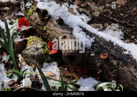 Coppa di sciarpe, Sarcoscopypha coccinea, (Peziza coccinea) che cresce abbondantemente in boschi di muschio in inverno Swabian Alb, Baden-Wuerttemberg, Germania, UE Foto Stock