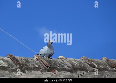 Piccione comune, o colomba di roccia, seduto sulla punta di un tetto di tegole intemperie, con cielo blu brillante una nuvola bianca molto chiara sullo sfondo Foto Stock