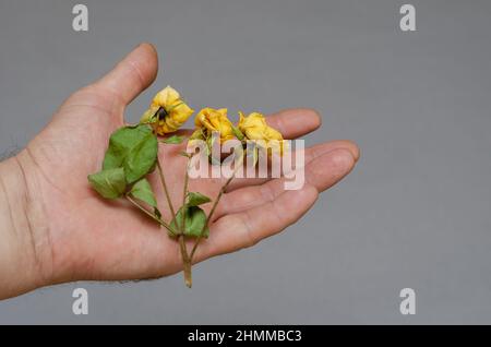 Tre piccole rose gialle in mano di un uomo. Un uomo maturo che tiene i fiori appassiti. Sfondo grigio. Messa a fuoco selettiva. Foto Stock