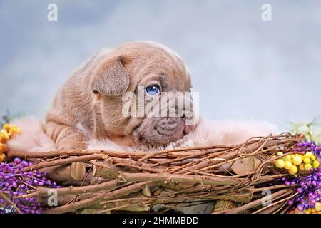 Lilla Red Fawn Puppy cane Bulldog francese in nido d'animale decorato con fiori Foto Stock