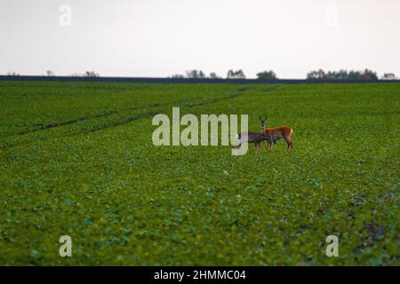 Vista distante dei due cervi che pascolo sul campo verde Foto Stock