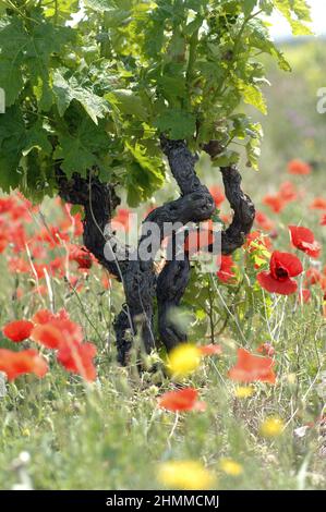 FRANCIA Pirenei Orientali vigneto papaveri primaverili Foto Stock