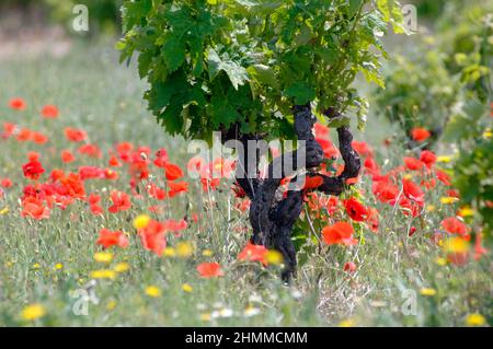 FRANCIA Pirenei Orientali vigneto papaveri primaverili Foto Stock