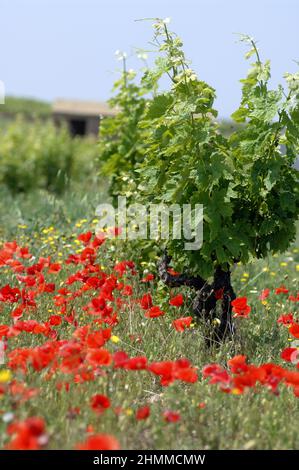 FRANCIA Pirenei Orientali vigneto papaveri primaverili Foto Stock