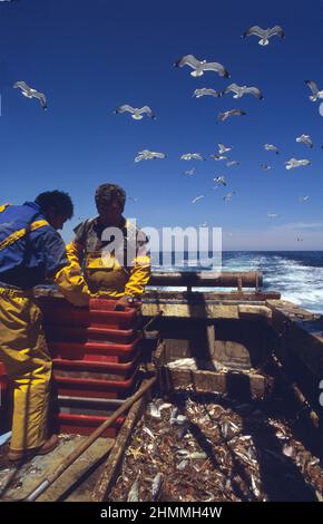 Peschereccio da traino France mediterranea Sea chalutier cote catalane tri des poissons mouettes en vol Foto Stock