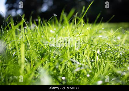Primo piano immagine di erba al mattino con rugiada in una giornata di sole in giardino. Foto Stock