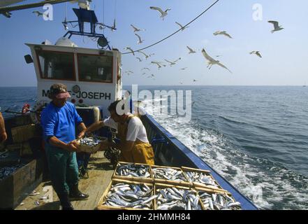 Francia pirenei orientali mediterraneo sardinas lama pesca Foto Stock