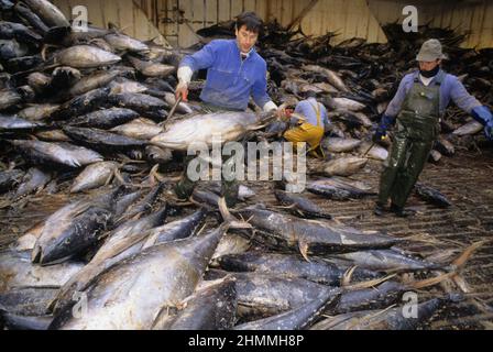 peche au thon oceano atlantique Foto Stock