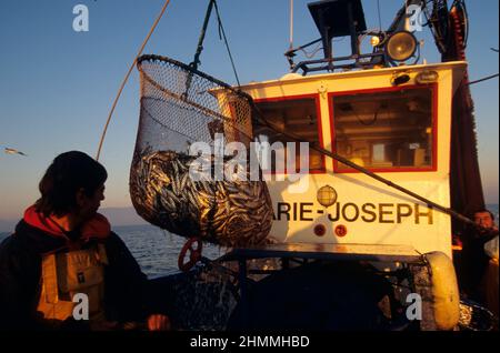 Francia pirenei orientali mediterraneo sardinas lama pesca Foto Stock