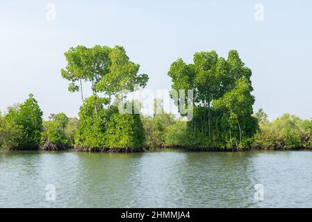 Kollam, India - Gennaio 2022: Mangrovie sul Lago Ashtamudi Foto Stock