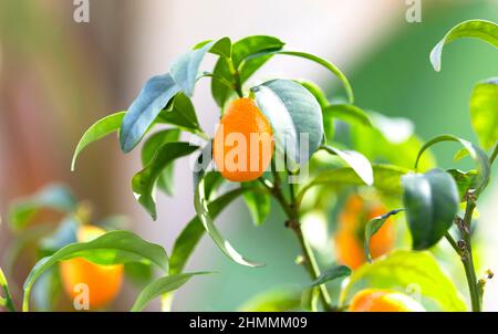 Frutta di kumquat sull'albero di ramo, frutteto di agrume, sfondo naturale, Foto Stock